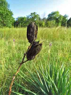 Arkansas yucca(Yucca arkansana)