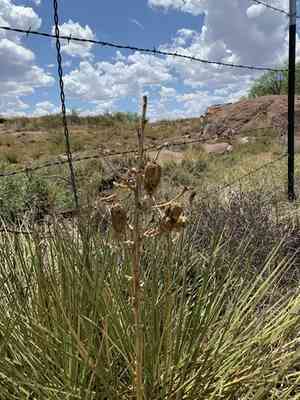 Plains yucca(Yucca campestris)