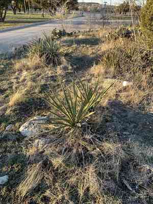 Plains yucca(Yucca campestris)
