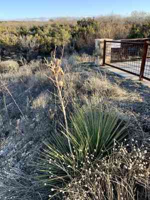Plains yucca(Yucca campestris)