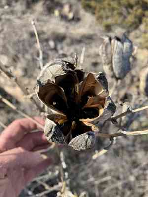 Plains yucca(Yucca campestris)
