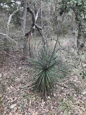 Buckley's yucca(Yucca constricta)