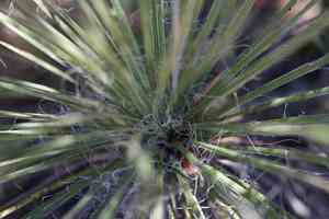 Buckley's yucca(Yucca constricta)