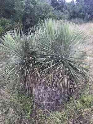 Buckley's yucca(Yucca constricta)