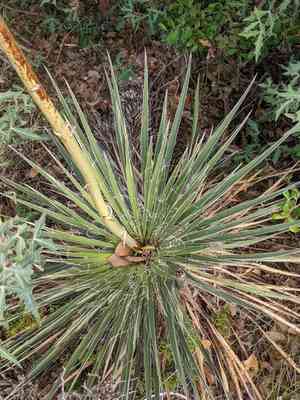 Buckley's yucca(Yucca constricta)