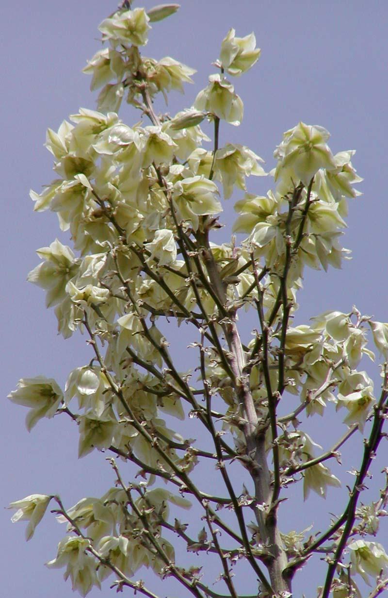 Soaptree yucca(Yucca elata)