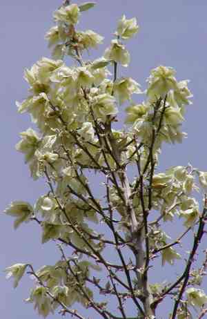 Soaptree yucca(Yucca elata)