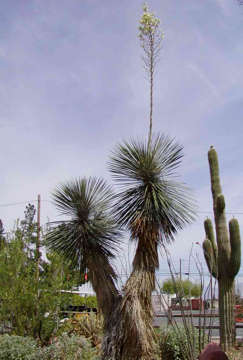 Soaptree yucca(Yucca elata)
