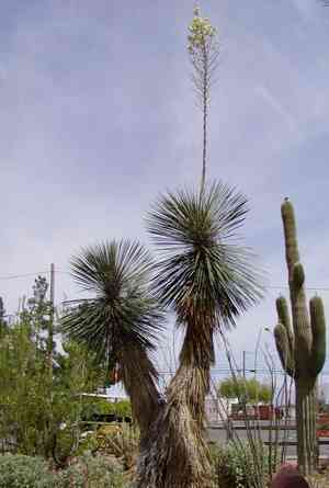 Soaptree yucca(Yucca elata)