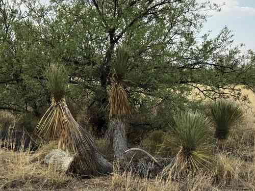 Soaptree yucca(Yucca elata)