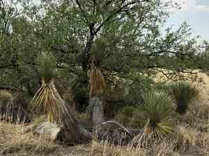 Soaptree yucca(Yucca elata)