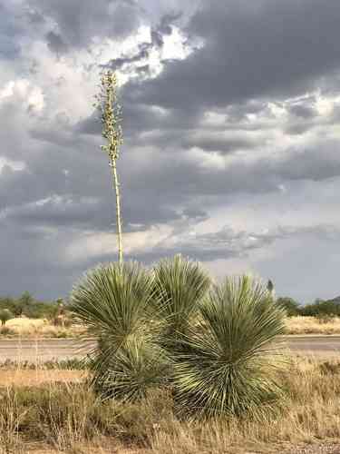 Soaptree yucca(Yucca elata)