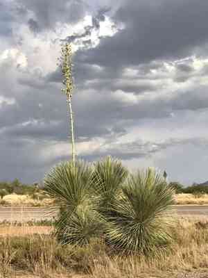 Soaptree yucca(Yucca elata)