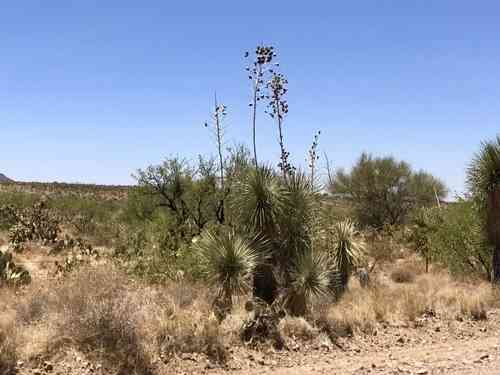 Soaptree yucca(Yucca elata)