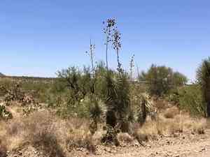 Soaptree yucca(Yucca elata)