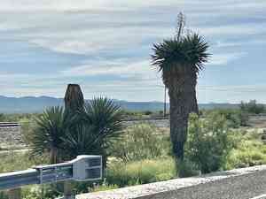 Eve's needle(Yucca faxoniana)