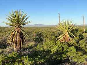 Eve's needle(Yucca faxoniana)