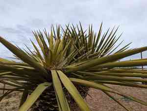 Eve's needle(Yucca faxoniana)