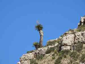 Eve's needle(Yucca faxoniana)