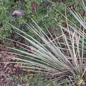 Small Soapweed(Yucca glauca)