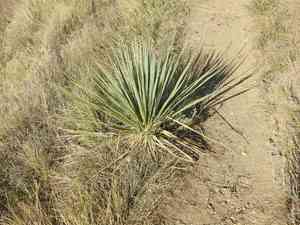 Small Soapweed(Yucca glauca)