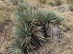Small Soapweed(Yucca glauca)
