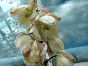Small Soapweed(Yucca glauca)