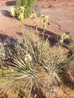 Spanish bayonet(Yucca harrimaniae)