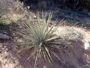 Spanish bayonet(Yucca harrimaniae)