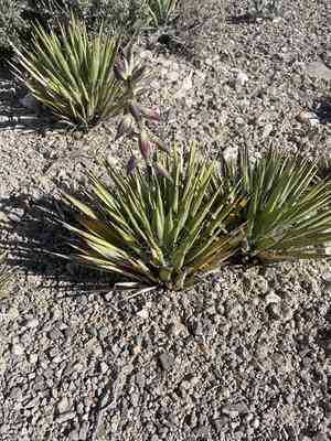 Spanish bayonet(Yucca harrimaniae)