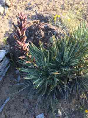 Spanish bayonet(Yucca harrimaniae)