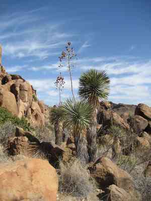 Beaked yucca(Yucca rostrata)