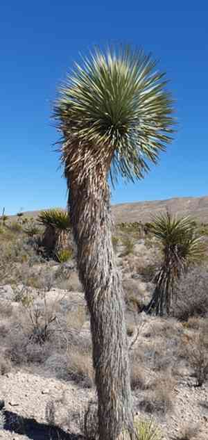 Beaked yucca(Yucca rostrata)
