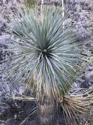 Beaked yucca(Yucca rostrata)