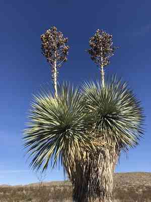 Beaked yucca(Yucca rostrata)