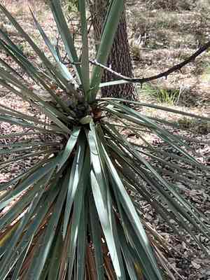 Schott's yucca(Yucca schottii)