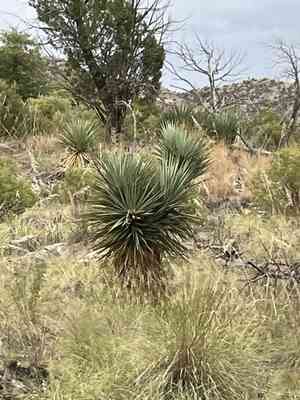 Schott's yucca(Yucca schottii)