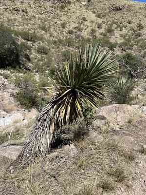 Schott's yucca(Yucca schottii)