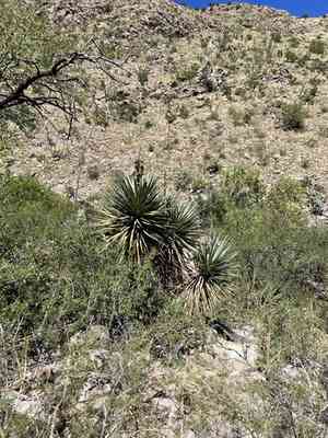 Schott's yucca(Yucca schottii)