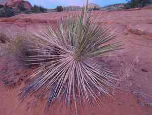 Utah yucca(Yucca utahensis)