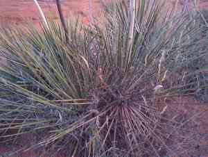 Utah yucca(Yucca utahensis)