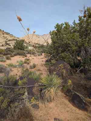 Utah yucca(Yucca utahensis)
