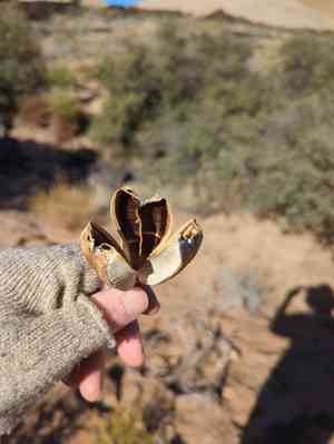 Utah yucca(Yucca utahensis)