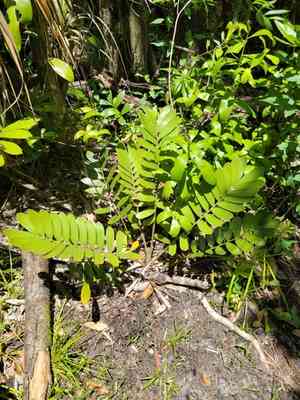 Cardboard palm(Zamia furfuracea)
