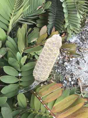 Cardboard palm(Zamia furfuracea)