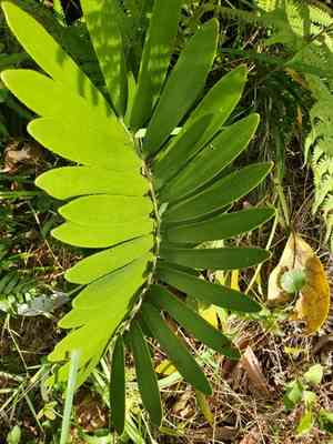 Cardboard palm(Zamia furfuracea)