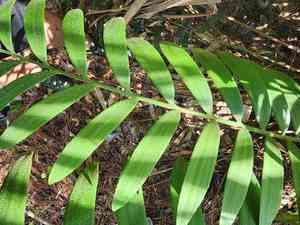 Cardboard palm(Zamia furfuracea)