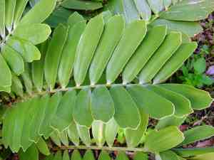 Cardboard palm(Zamia furfuracea)