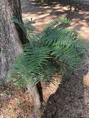 Coontie(Zamia pumila)