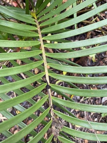 Coontie